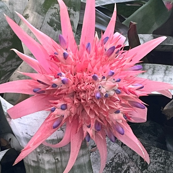 Meet your Posher, A Little Bit Extra!! - Picture 12 of 16